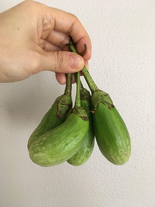 Eggplant - Good Food Community