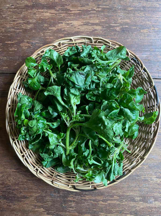 Brazilian Spinach
