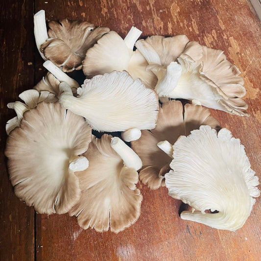 Brown Oyster Mushrooms