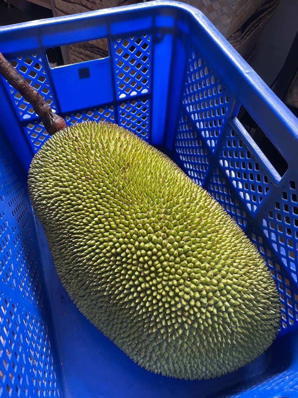 Ripe Langka