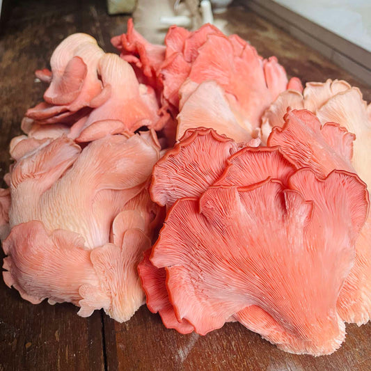 Pink Oyster Mushrooms