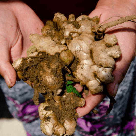 Ginger - Good Food Community