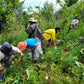 Friends of Farmers Resiliency Fund