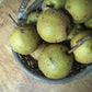 Bauko Pears - Good Food Community