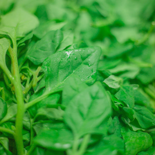 New Zealand Spinach - Good Food Community