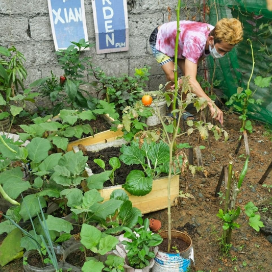 Food Tomorrow: Urban Gardens