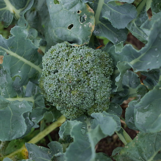 Broccoli - Good Food Community