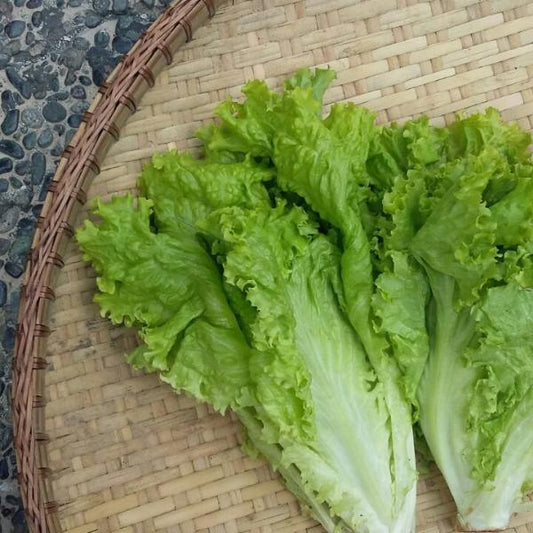 Green Ice Lettuce - Good Food Community