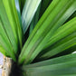 Pandan - Good Food Community