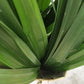 Pandan - Good Food Community