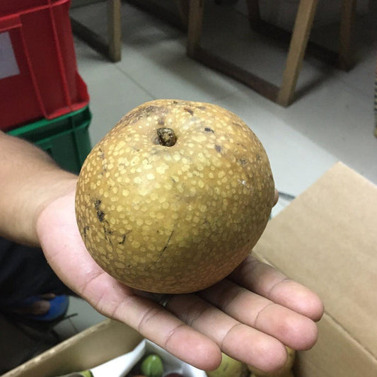 Bauko Pears - Good Food Community