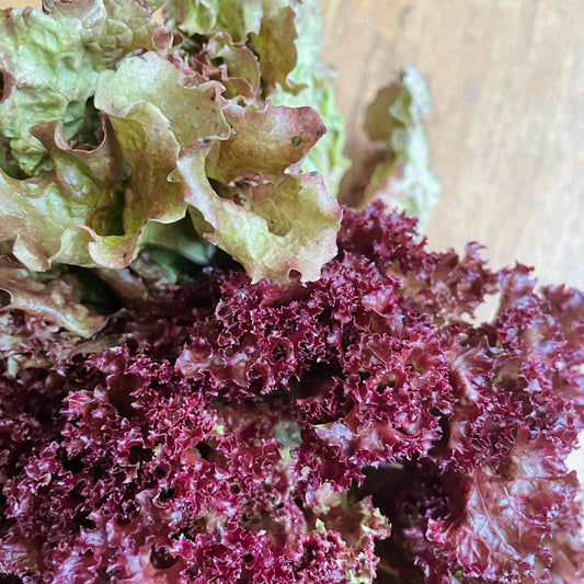 Red Wave Lettuce