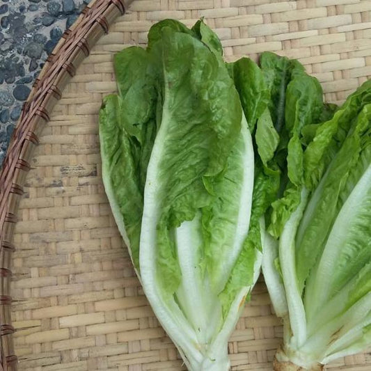 Romaine Lettuce - Good Food Community