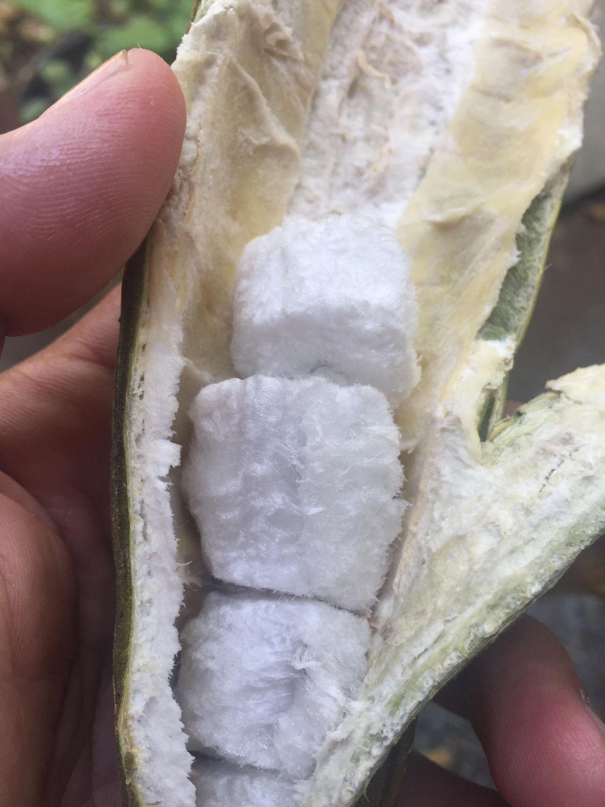 Ice Cream Beans - Good Food Community