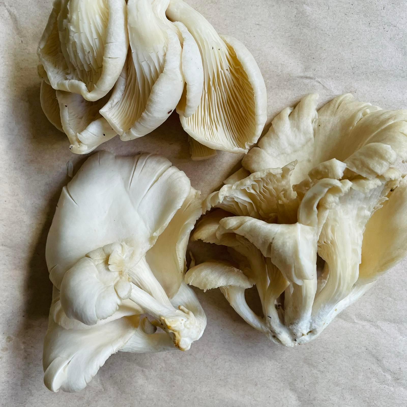 Oyster Mushrooms - Good Food Community